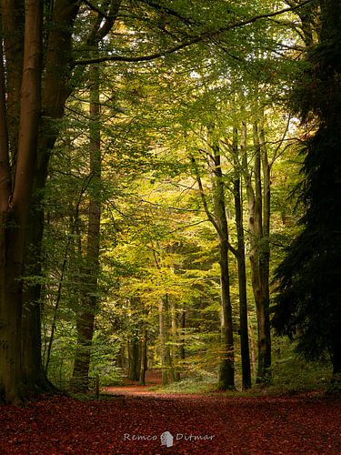 Forest path in Lonnekerberg