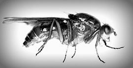 Vlieg by Lucien Reyns