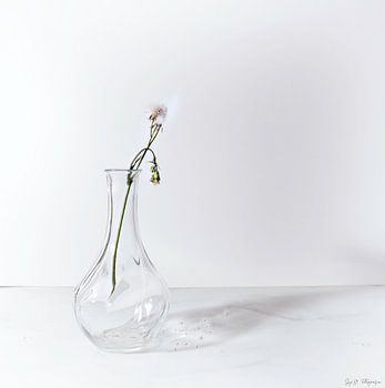 The Fragile Elegance of Nature