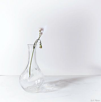 The Fragile Elegance of Nature