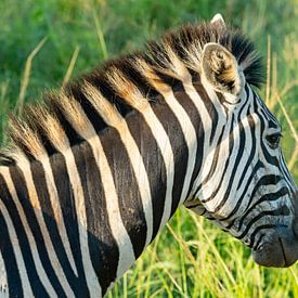 Zebra in Hluhluwe National Park Nature Reserve South Africa by SHDrohnenfly