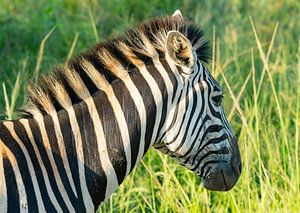 Zebra im Naturreservat Hluhluwe Nationalpark Südafrika von SHDrohnenfly