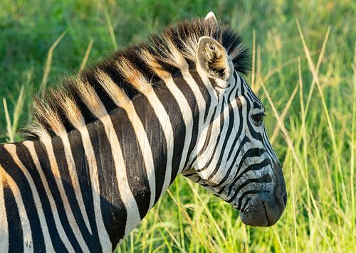Zebra in het Hluhluwe Nationaal Park Natuurreservaat Zuid-Afrika
