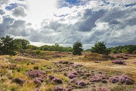 Blühendes Heidekraut von Dirk Smit