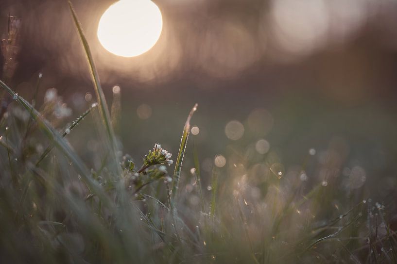 moody weeds by Tania Perneel