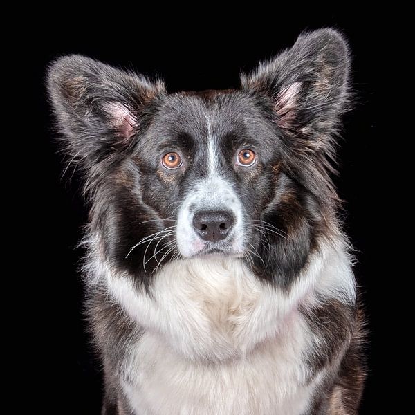 Pembroke Welsh Corgi by Tony Wuite