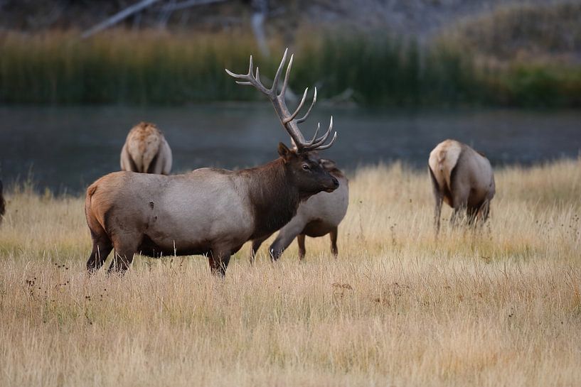Elk (Wapiti), Cervus elephas, Yellowstone National Park, Wyoming by Frank Fichtmüller