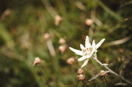 enkele alpine edelweiss in stemmige stijl in liggend formaat