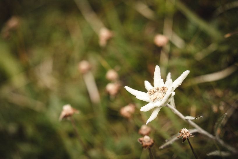 single alpine edelweiss in moody style in landscape format by Leo Schindzielorz