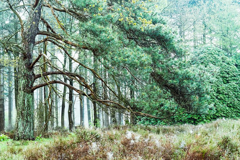 Natuurbegraafplaats Hillig Meer Eext van R Smallenbroek