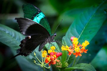 Macro image of a tropical butterfly on a coloured flower against a grey background by Wout Kok