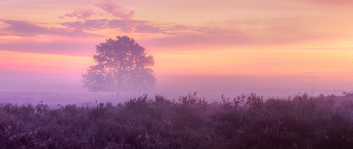 Mistige Zonsopkomst over Heideveld met Pastel Lucht en Eenzame B