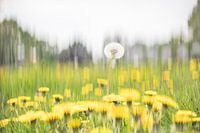 From the series "Distinguished": Dandelions