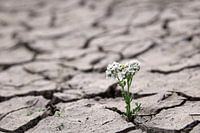 Nieuw leven na de droogte