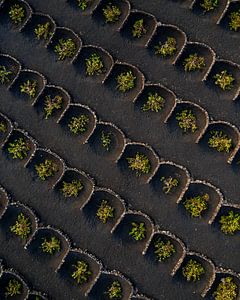 Weinberge in La Geria Lanzarote