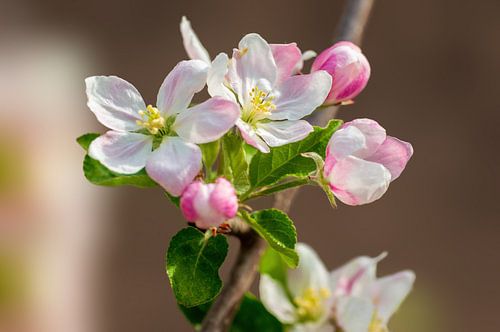 Tak met bloesem van een appelboom