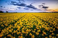 Daffodils at sunset by Richard Guijt Photography thumbnail