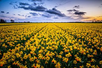 Daffodils at sunset by Richard Guijt Photography