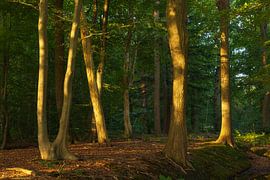 Sonnenaufgang im Wald (Niederlande) von Marcel Kerdijk