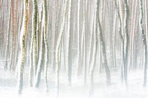 Forêt de bouleaux enneigée