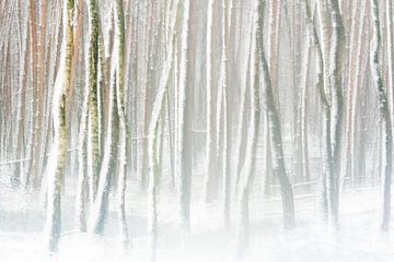 Verschneiter Birkenwald von Danny Slijfer Natuurfotografie