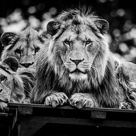 Staring Lions von Joan le Poole