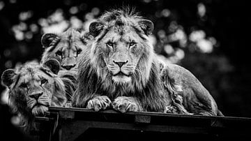 Staring Lions von Joan le Poole