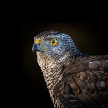 The hawk's penetrating gaze.