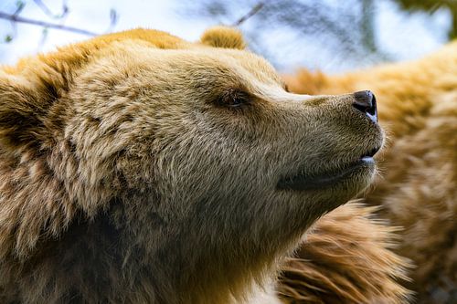 Knuffelige bruine beer
