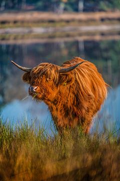 Scottish Highlander enjoys grass by Bas Fransen