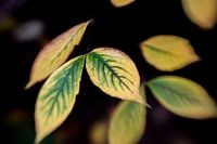 Automne