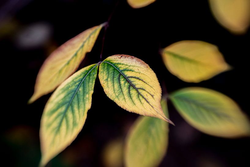 Herbst von Anja Jansen