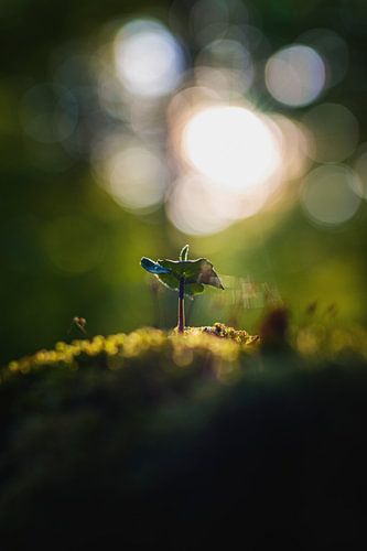 De toekomst begint klein