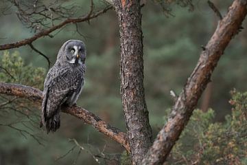 Great Grey Owl ( Strix nebulosa ) perched in a pine tree