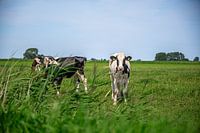 Summer cow in Friesland