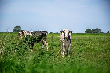 Zomerse koe in Friesland van Jan Medema