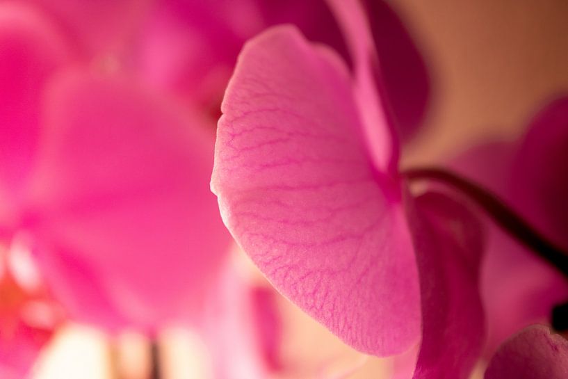 A pink orchid by uNiek! Media - Design & Fotografie