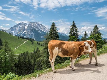 Landschap met koeien in de Berchtesgadener Alpen van Animaflora PicsStock