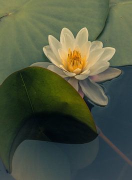 The hidden beauty of a blooming water lily. by tim eshuis
