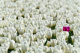 Pink tulip and a sea of white tulips