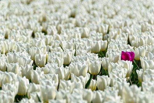 Roze tulp en een zee van witte tulpen