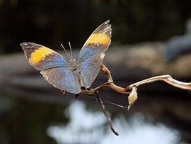 Tropische vlinder Tropical Butterfly (Collectie 2018) by Jan van Bruggen