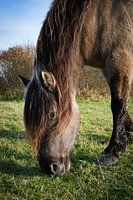 Le cheval Konik