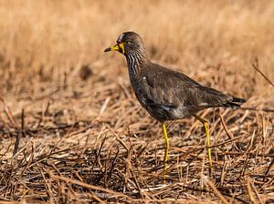 Watervogel: De Plevier in de avondzon.