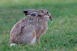 Lièvre brun en train de manger sur Detlef Schöler Fotografie