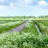 Een zee van wilde bloemen in De Onlanden Drenthe van R Smallenbroek