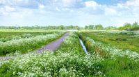 Ein Meer von Wildblumen in De Onlanden Drenthe von R Smallenbroek Miniaturansicht
