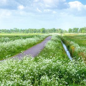 Ein Meer von Wildblumen in De Onlanden Drenthe von R Smallenbroek