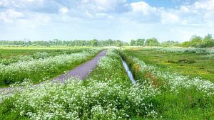 Een zee van wilde bloemen in De Onlanden Drenthe van R Smallenbroek