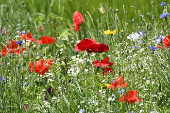 Mohnblumen im Sonnenlicht